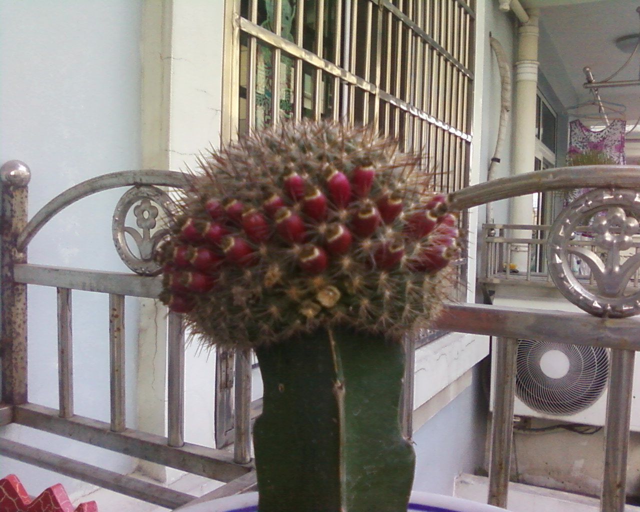 Ƭ-0099.jpg
