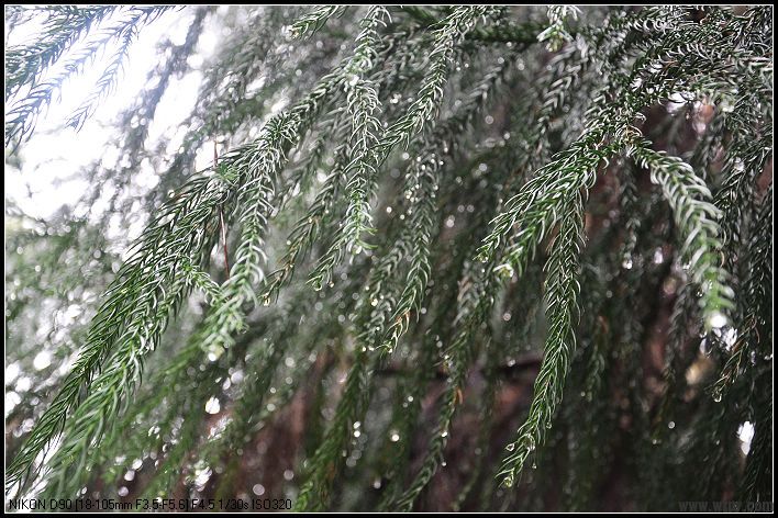 DSC_0246_nEO_IMG.jpg