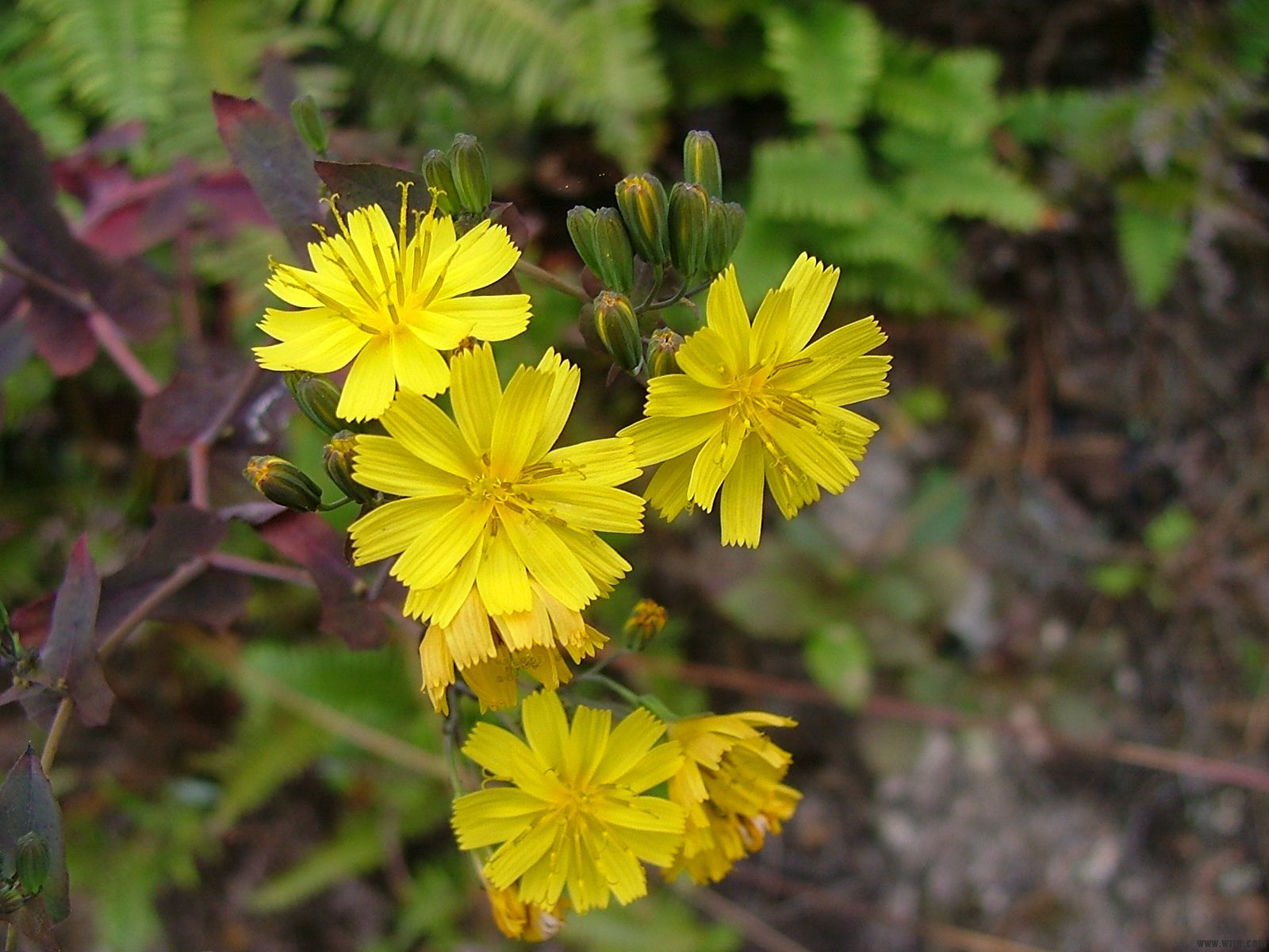 DSCF9860.JPG