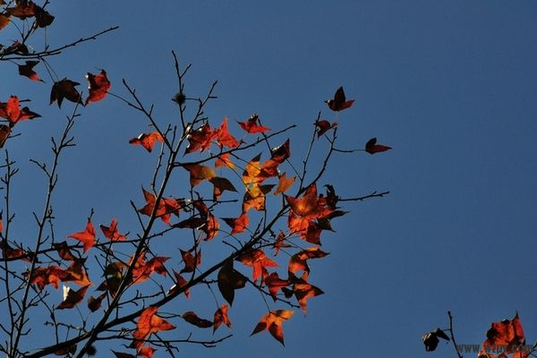 DSC_0762.jpg