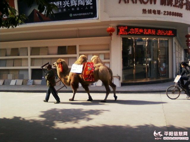 Ƭ-0065.jpg