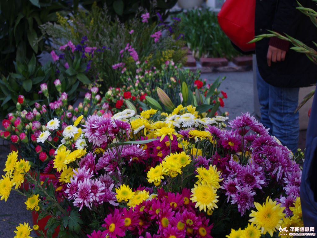 IMGP1009.jpg