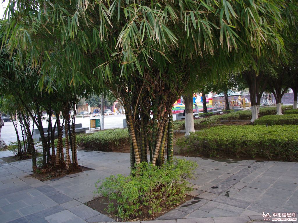 IMGP1065.jpg