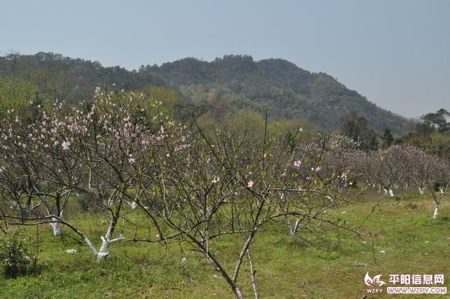 Ƭ 017.jpg