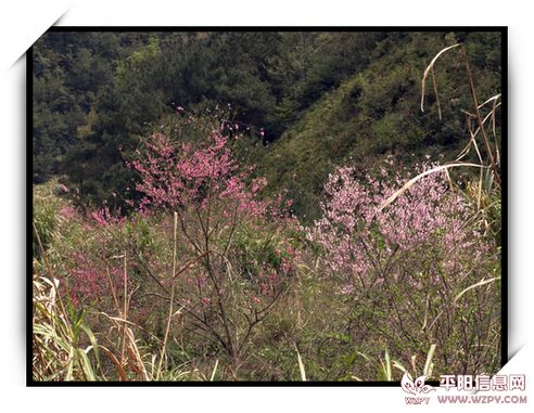 _DSC0446B.jpg
