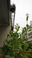 DSC00453.JPG