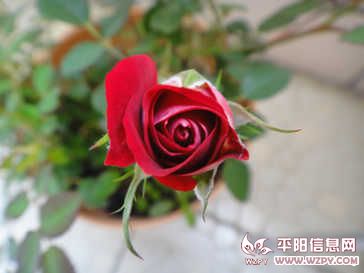 DSC00504.JPG