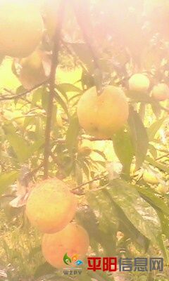 IMG0074A.jpg