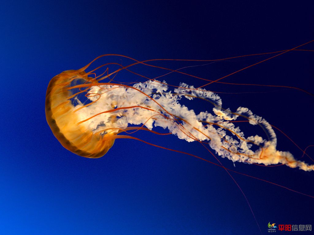 Jellyfish.jpg