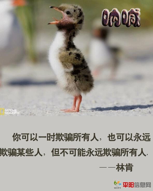 2011101721333538135.jpg