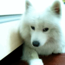 1644546.gif