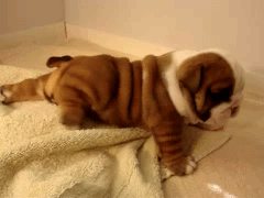 97888.gif