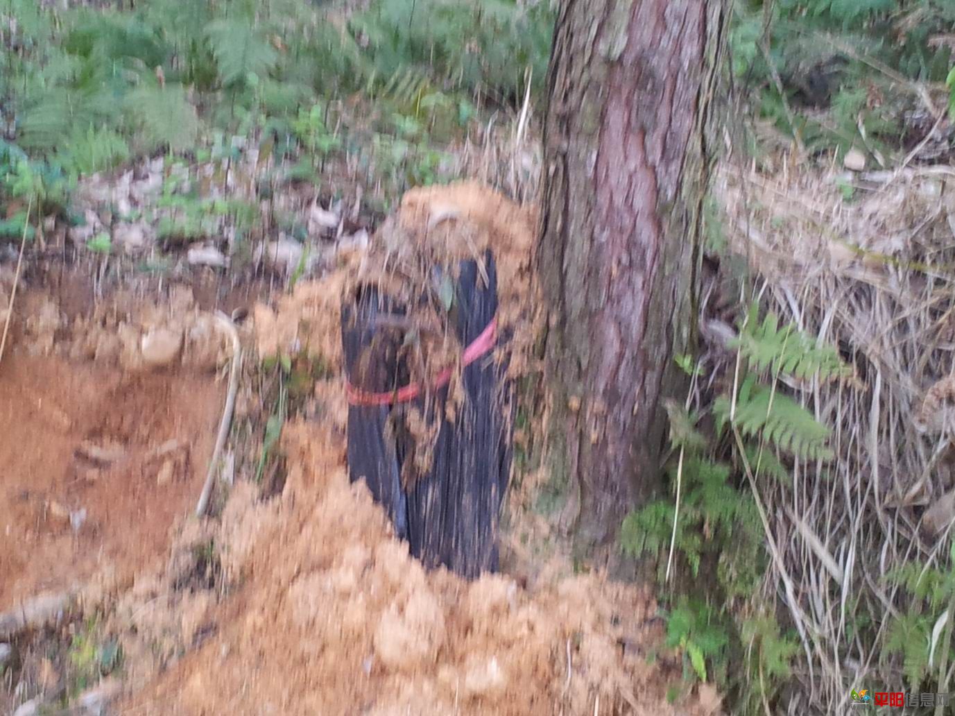 20120330_061736.jpg