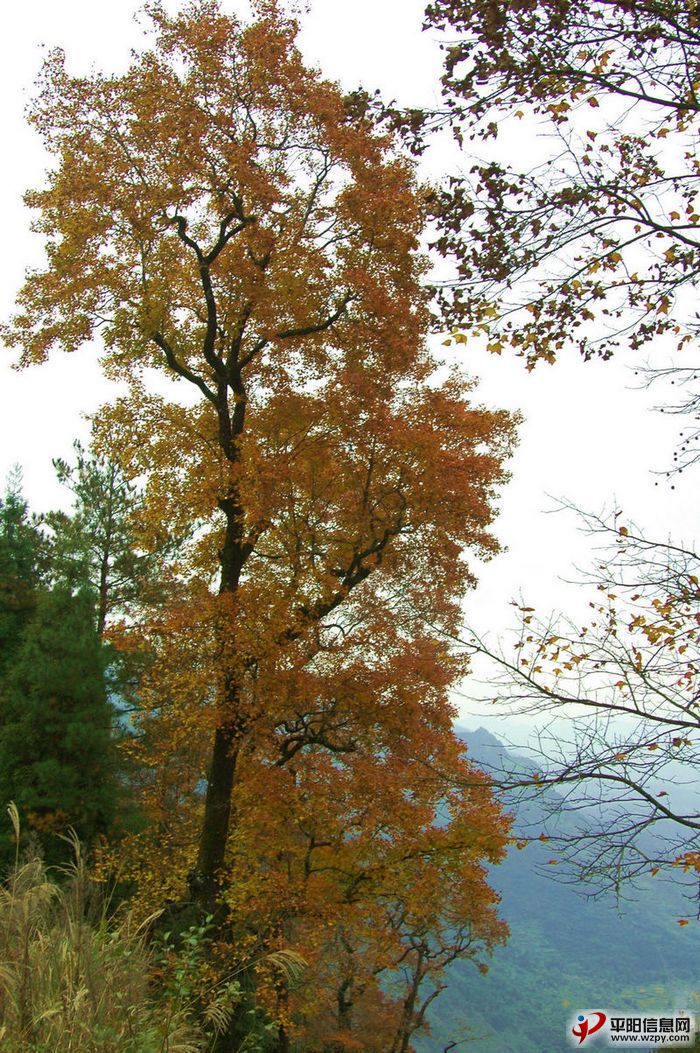 DSC_1420.JPG