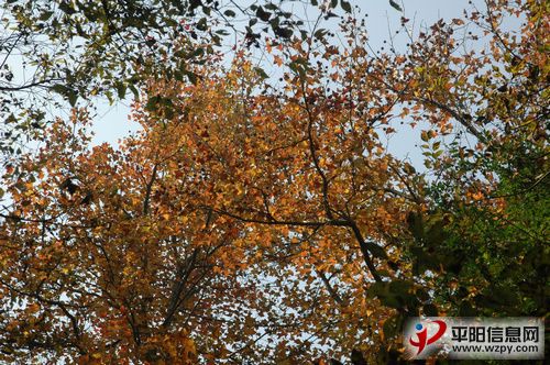 DSC_2770.JPG