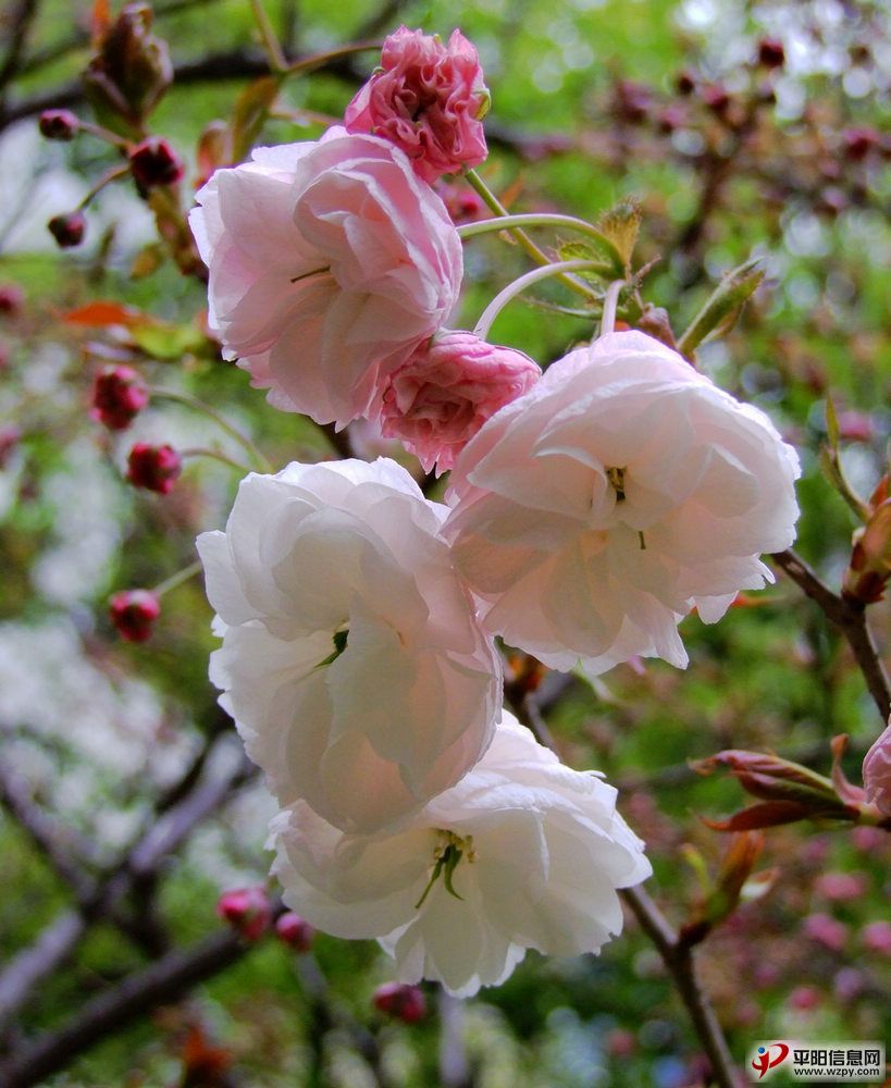 2010_03300008.JPG