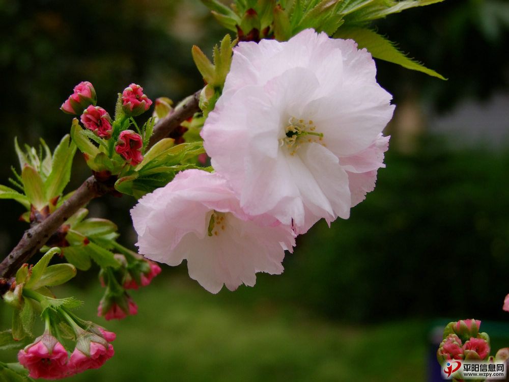 2010_04010006.JPG