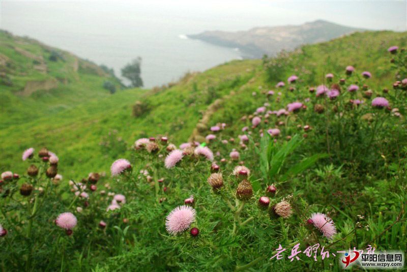 psb-(17).jpg