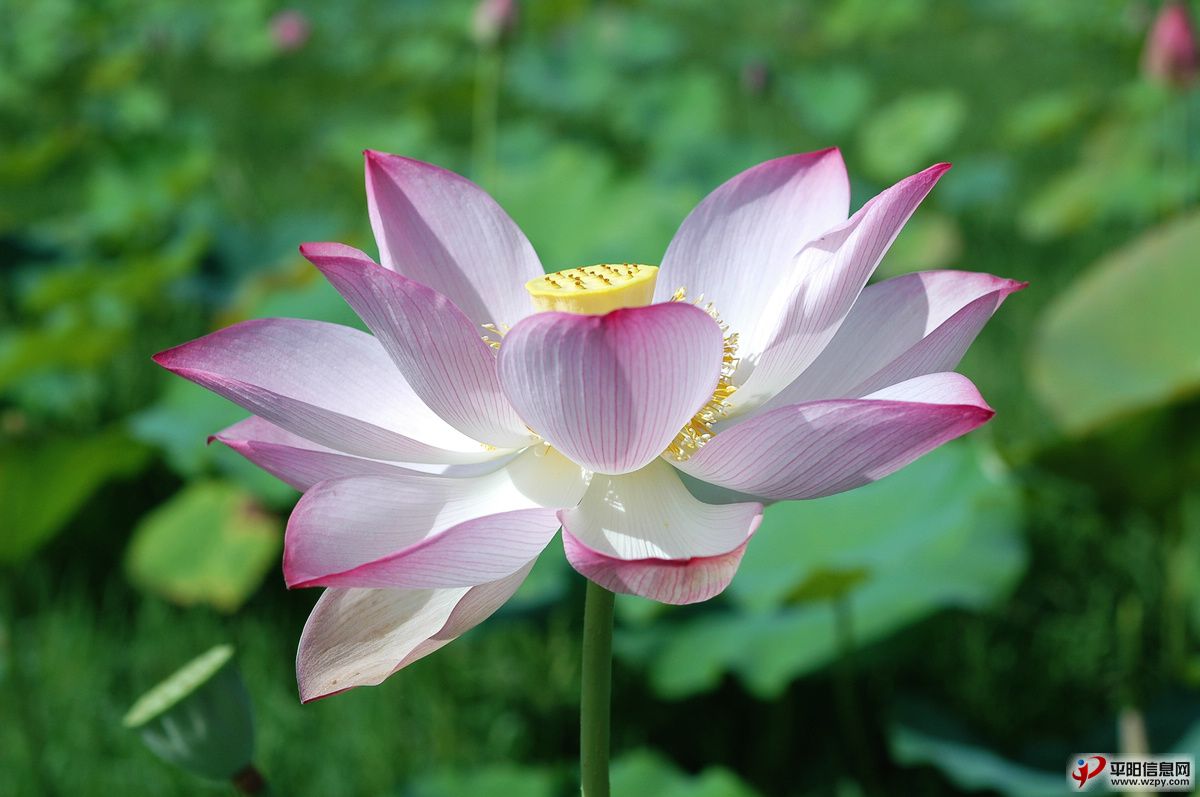 nEO_IMG_DSC_2932.jpg