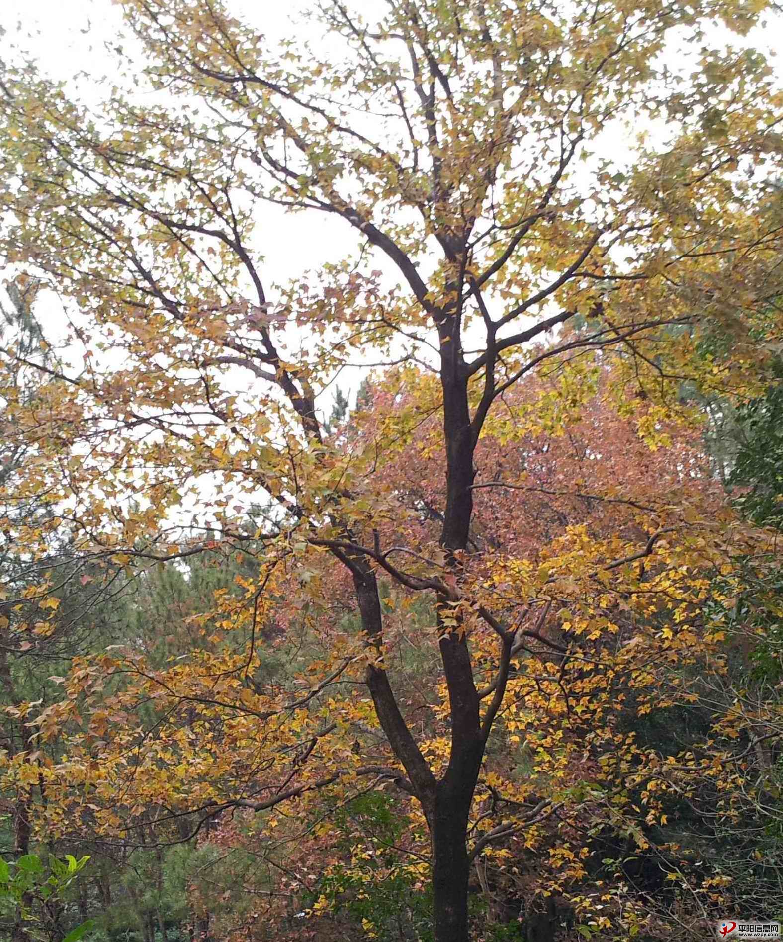 20131214_073129_ͼ.jpg