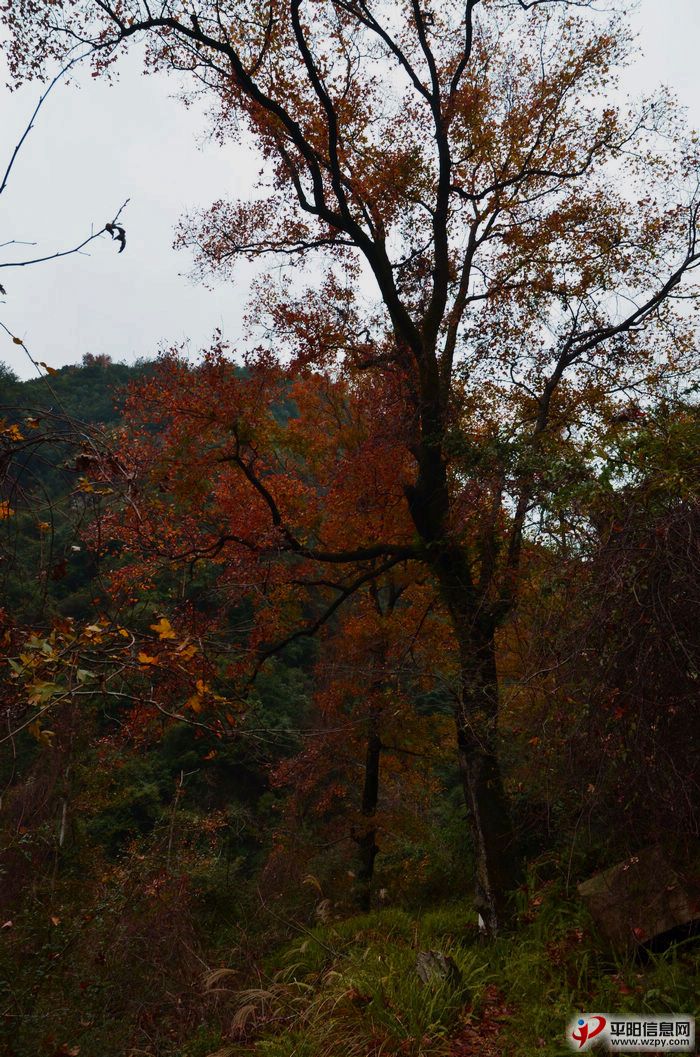 DSC_1631.JPG