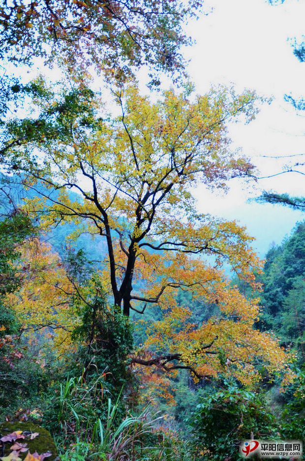 DSC_1637.JPG
