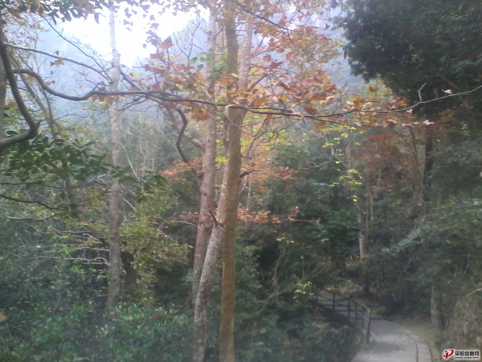 IMG_20110102_010449_ͼ.jpg