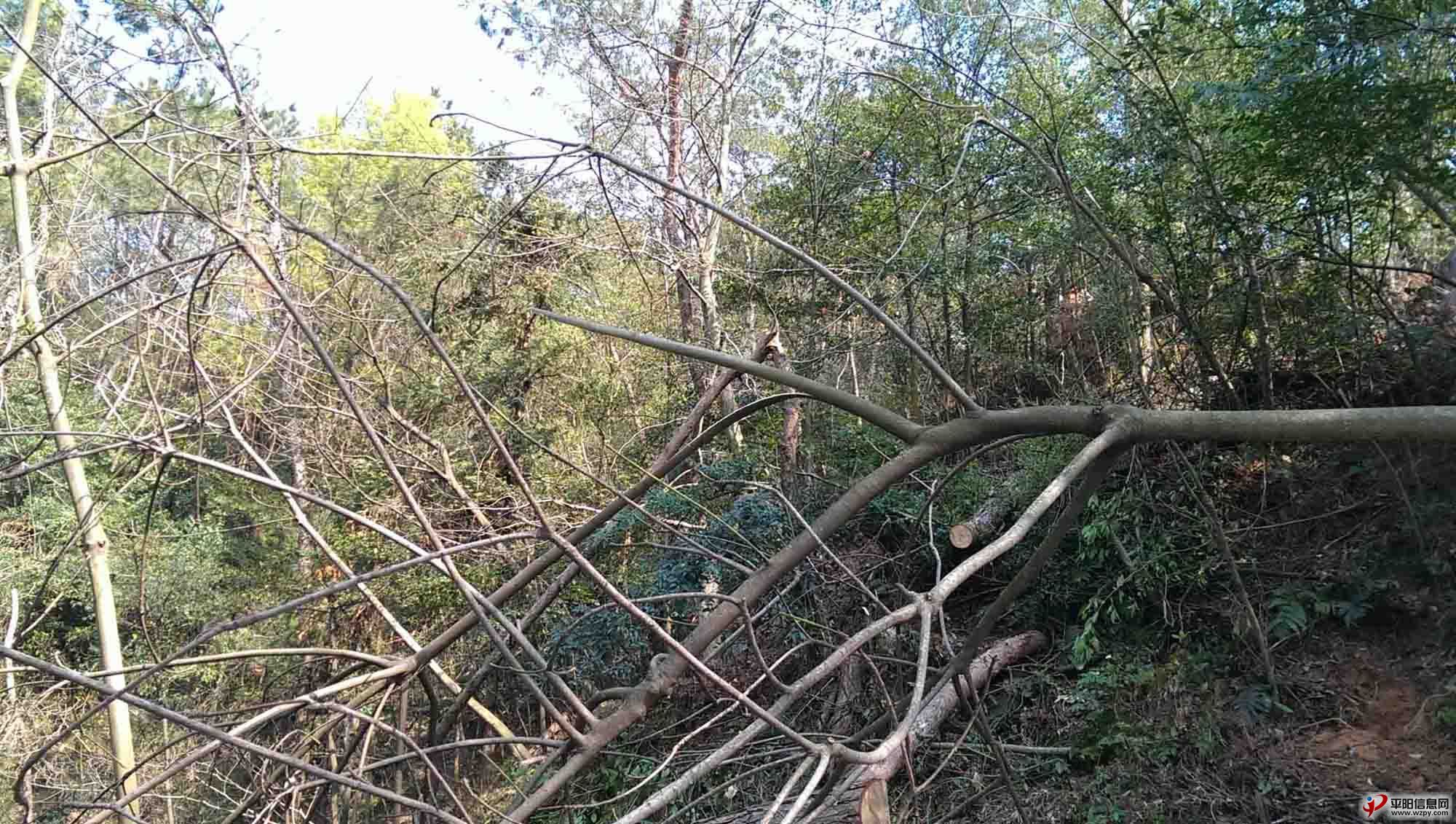 IMAG0125.jpg