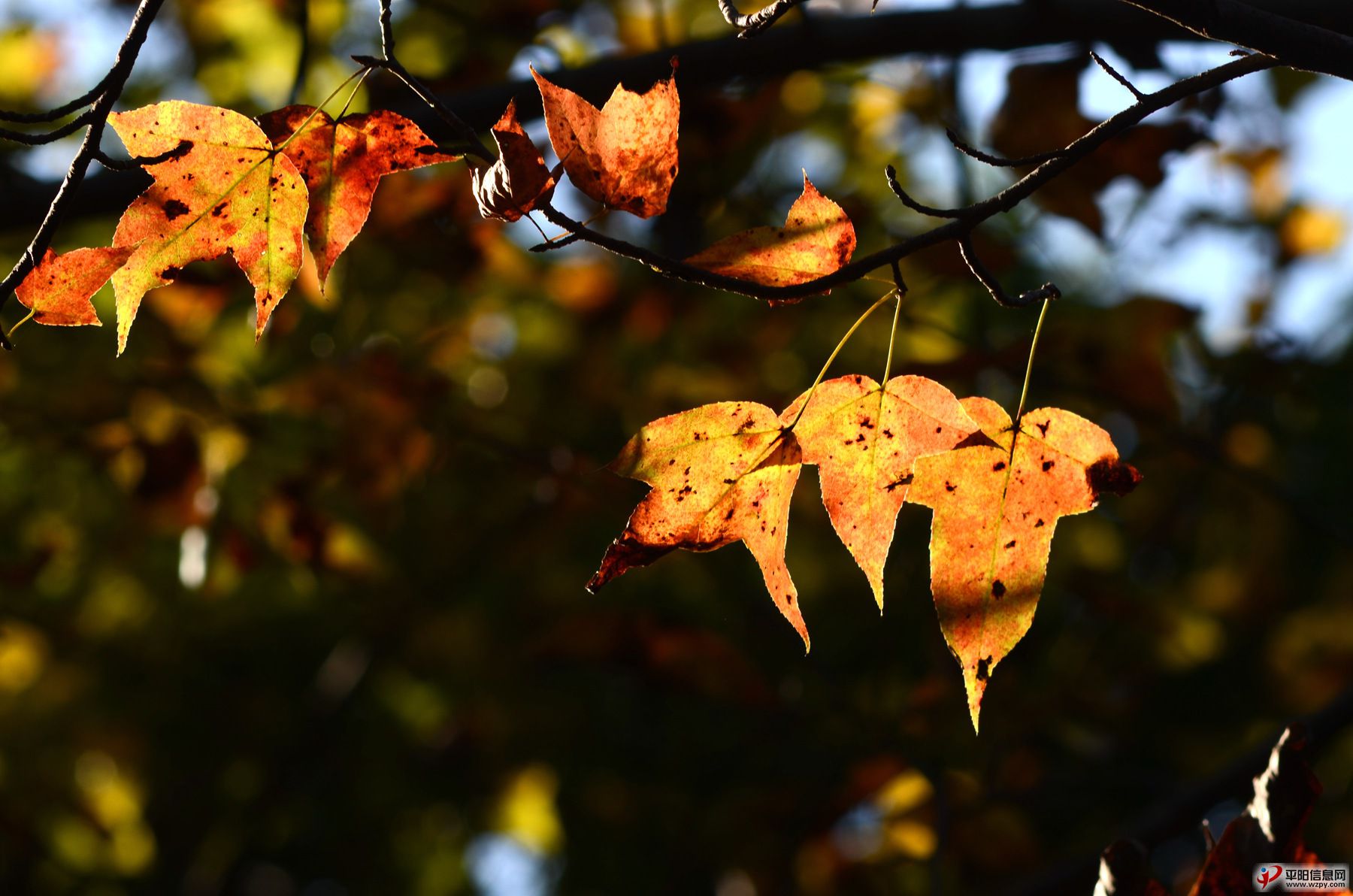 DSC_5390_.jpg