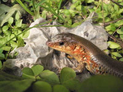ſڵСЫ