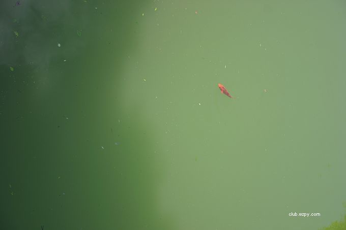 ǸԶ֮ƽȫͼ