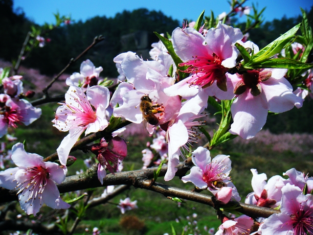 пһƻƻŮ