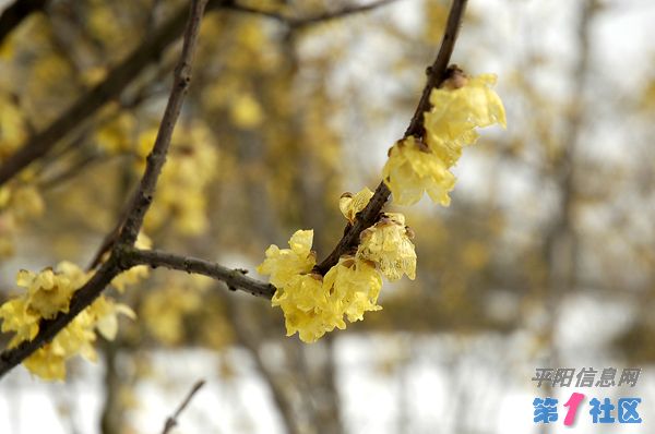 _DSC8094.JPG