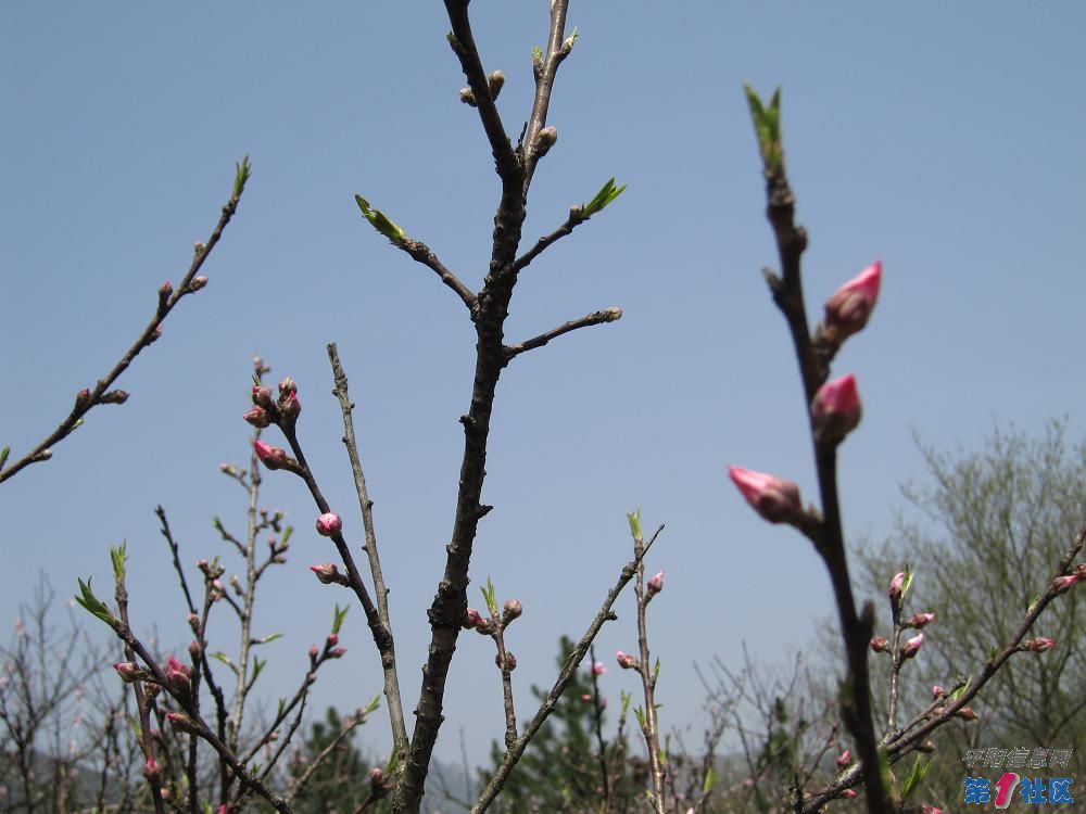 Ƭ 095.jpg