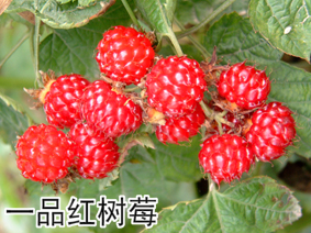 һƷݮ.jpg