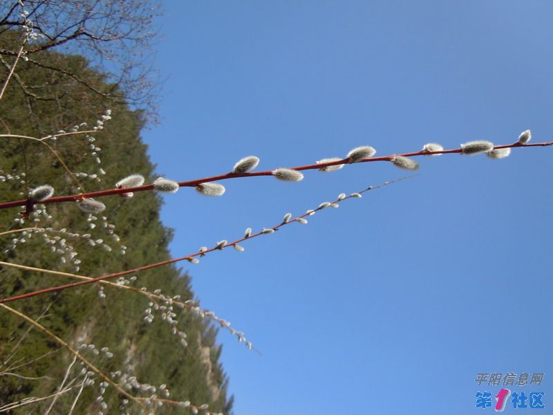 DSCN0840_СС.JPG
