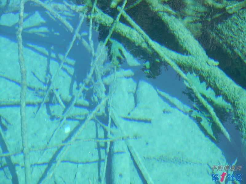 DSCN0960_СС.JPG